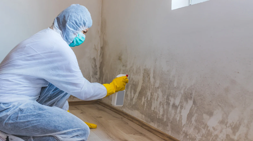 Mold Removal